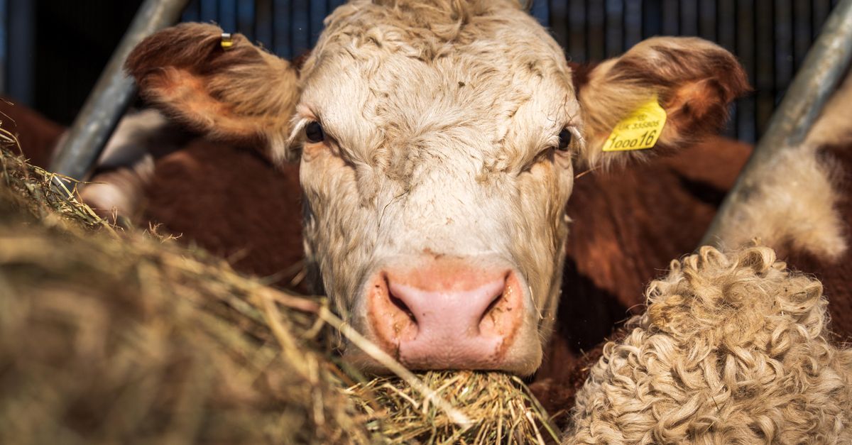A close-up view of a cow eating hay in a barn, showcasing farm life and livestock care.